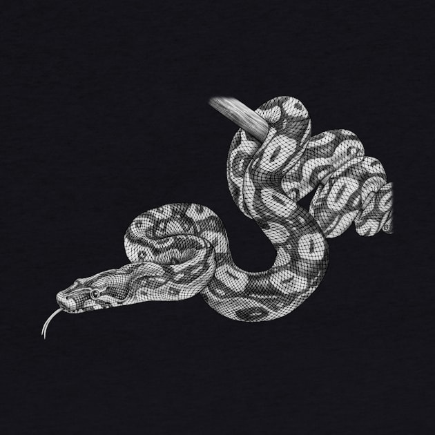 Boa Constrictor by Tim Jeffs Art